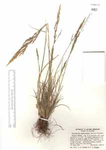 Image of Puccinellia fasciculata