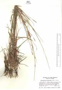 Schizachyrium sanguineum image