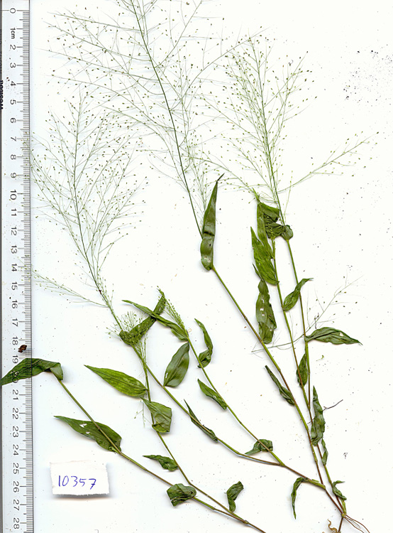 Panicum trichoides image