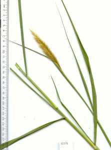 Image of Pennisetum purpureum