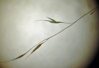 Muhlenbergia arenicola image