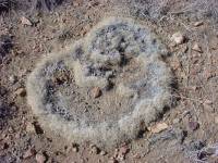 Muhlenbergia torreyi image