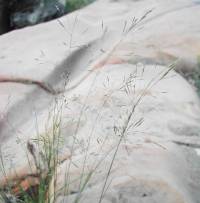 Image of Agrostis scabra