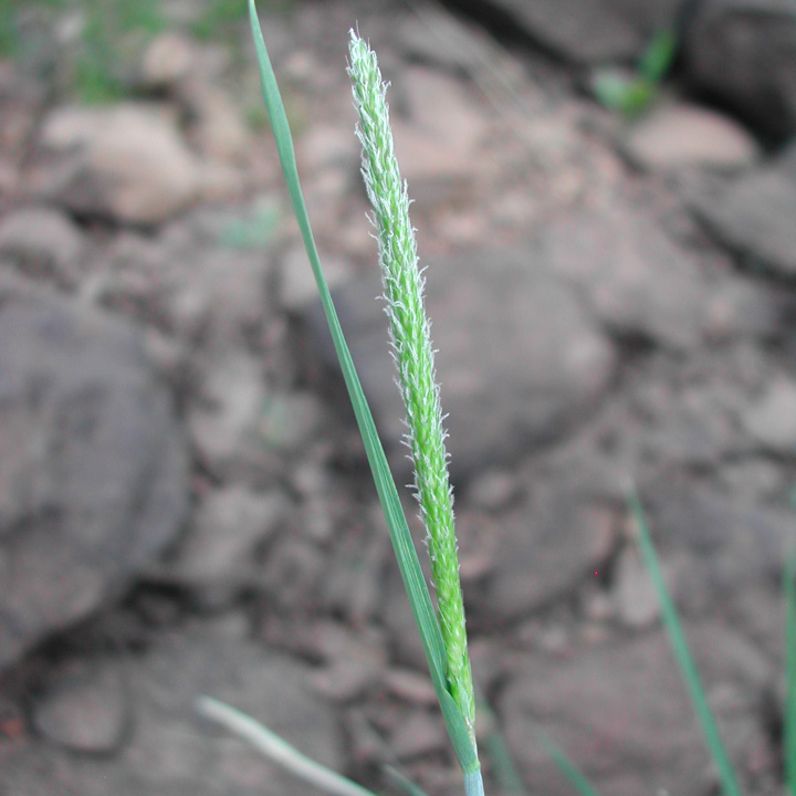 Alopecurus geniculatus image