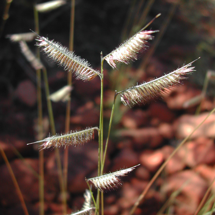 Bouteloua hirsuta image