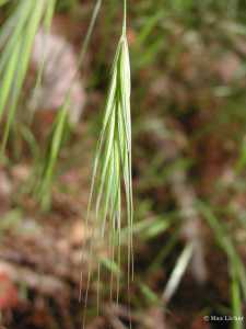 Bromus sterilis image