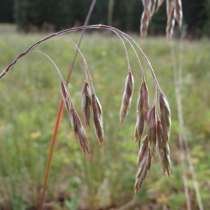 Bromus porteri image