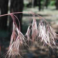 Image of Bromus tectorum