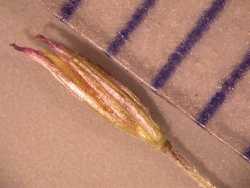 Image of Digitaria cognata