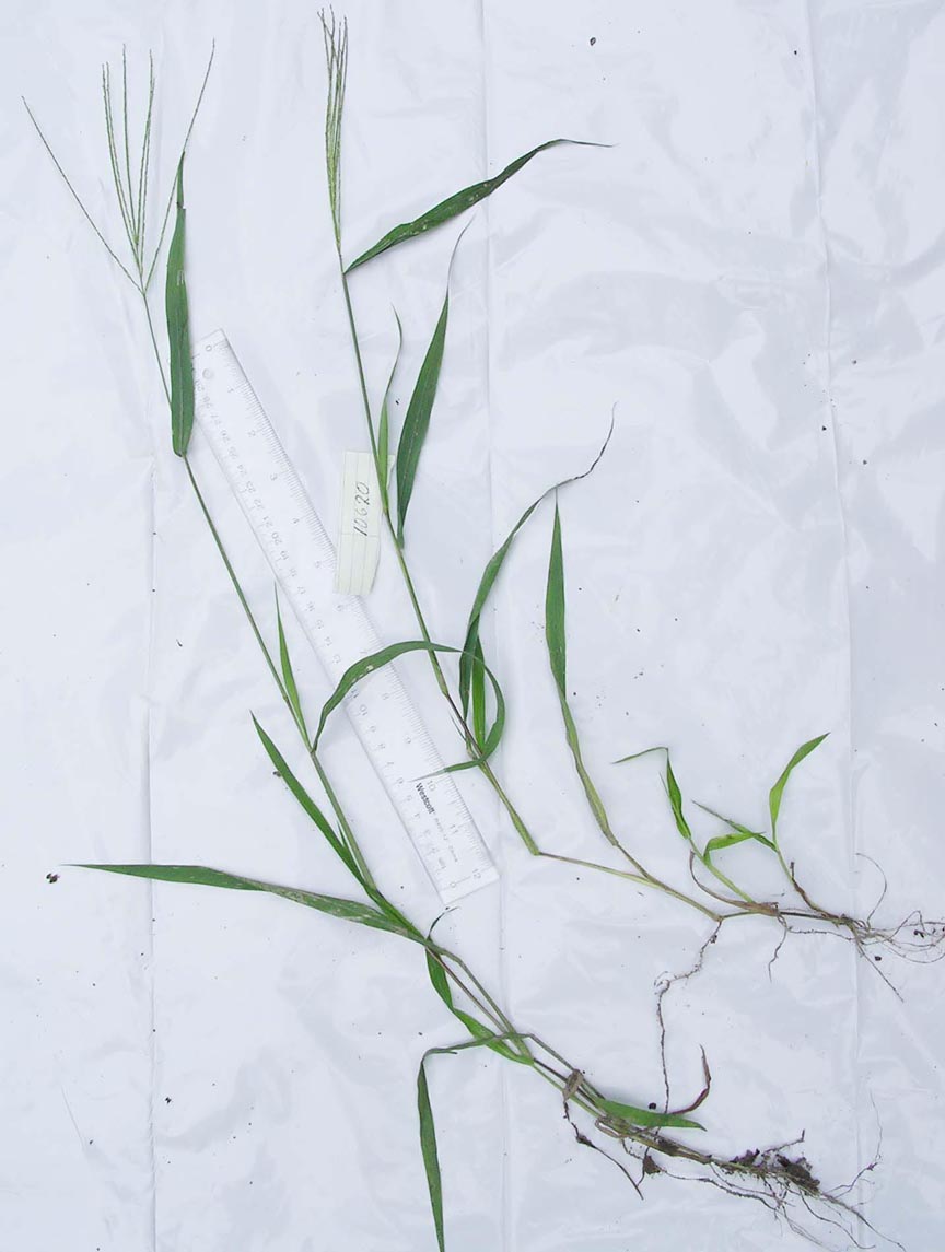 Digitaria setigera image