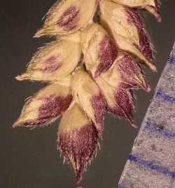 Echinochloa colona image