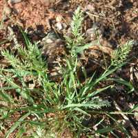 Eragrostis cilianensis image