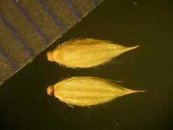 Image of Eriochloa gracilis