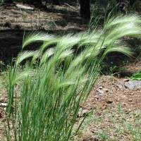 Image of Hordeum jubatum