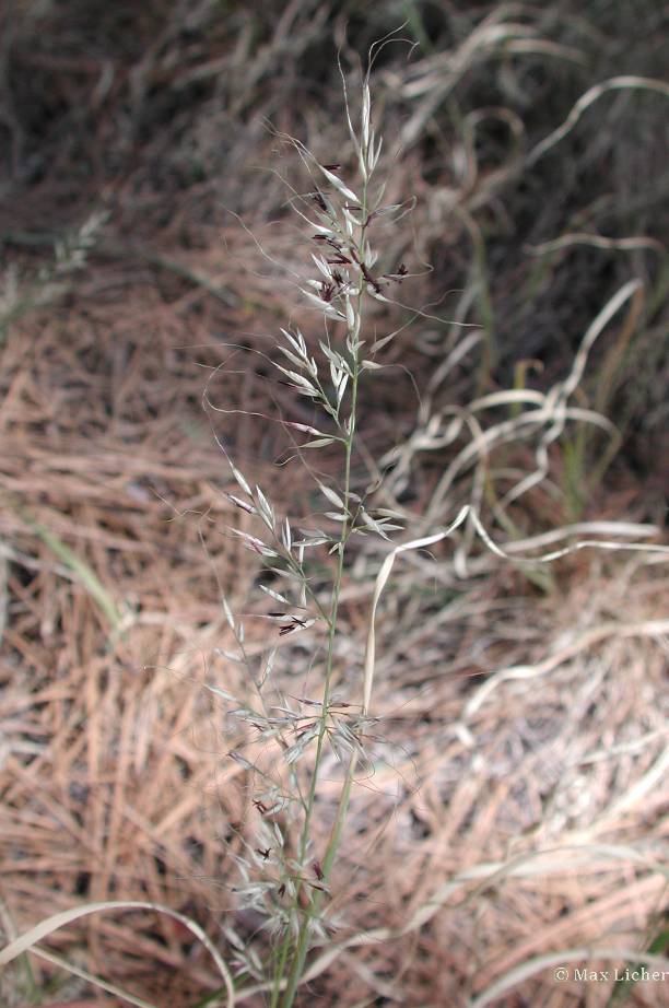 Muhlenbergia virescens image