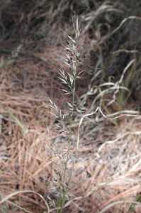 Image of Muhlenbergia virescens