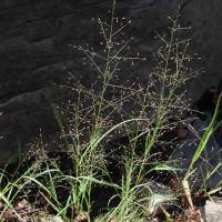 Muhlenbergia minutissima image