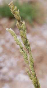 Poa bigelovii image