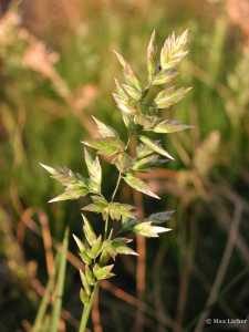 Poa fendleriana image