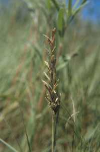 Distichlis spicata image