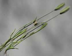 Hordeum murinum image