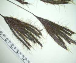 Dichanthium annulatum image