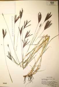 Dichanthium annulatum image