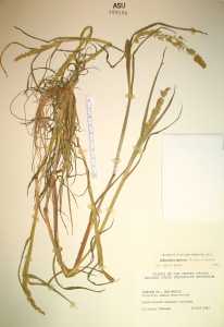 Echinochloa muricata image