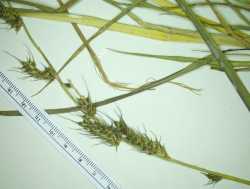 Echinochloa muricata image