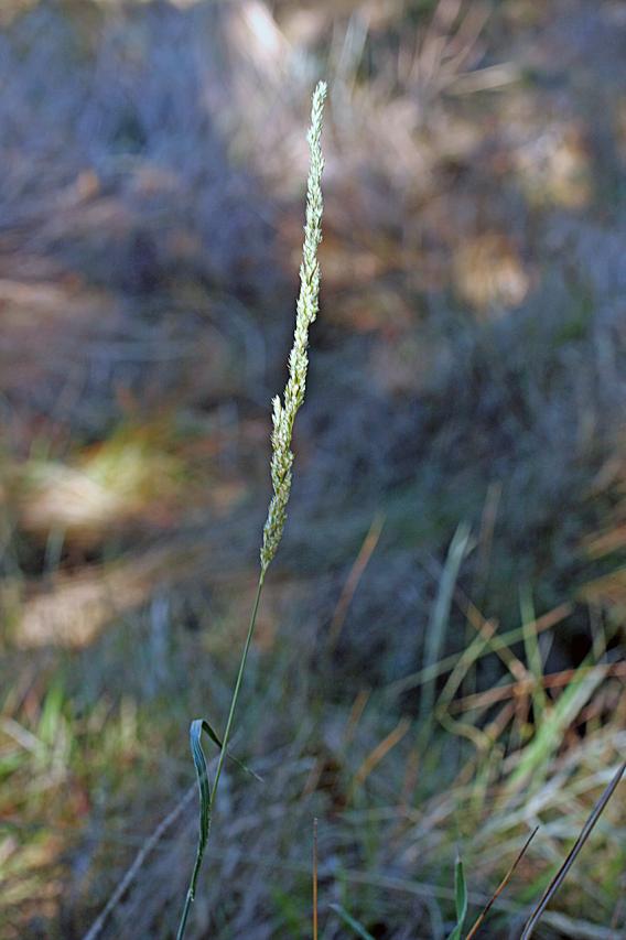 Sphenopholis obtusata image