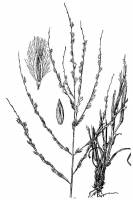 Image of Digitaria patens