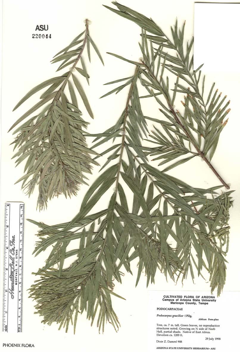 Podocarpus gracilior image