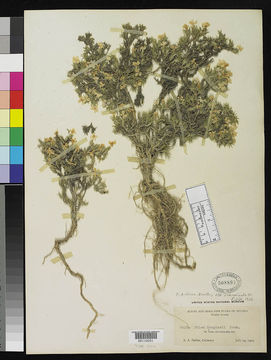 Phlox diffusa subsp. subcarinata image