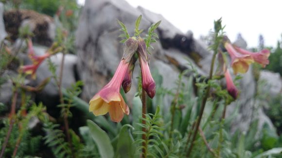 Polemonium pauciflorum image