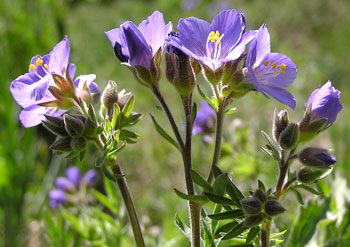 Polemonium foliosissimum var. foliosissimum image