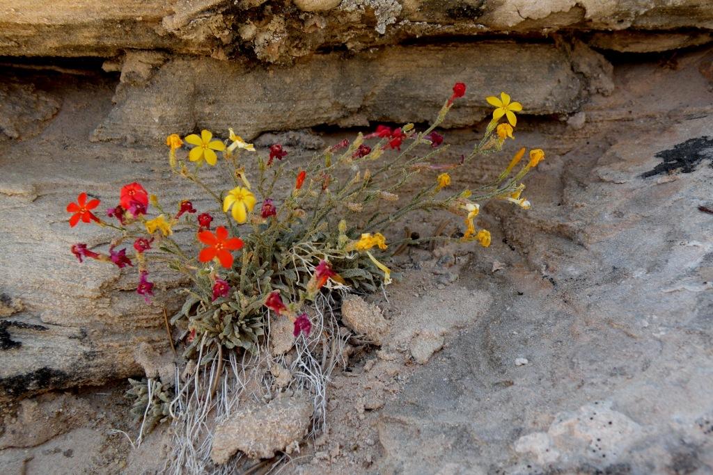 Aliciella caespitosa image