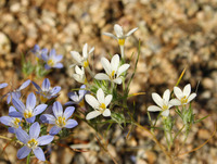 Eriastrum diffusum image