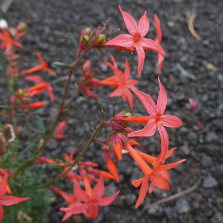 Ipomopsis arizonica image