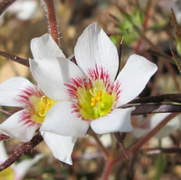 Linanthus demissus image