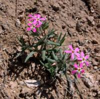 Phlox longifolia image