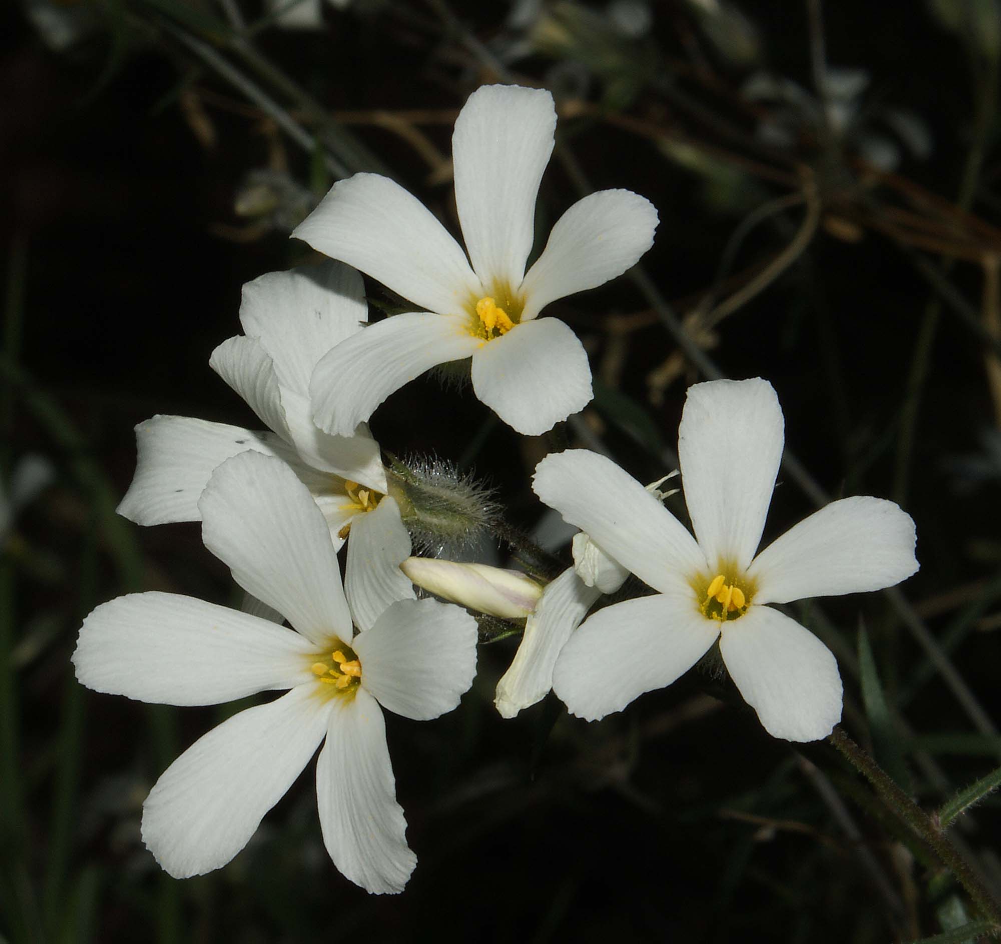 Phlox tenuifolia image