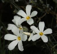 Image of Phlox tenuifolia