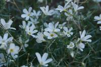 Phlox tenuifolia image