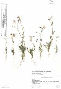 Gilia flavocincta subsp. flavocincta image