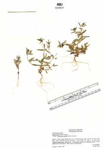 Phlox gracilis image