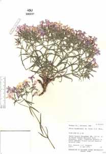 Phlox woodhousei image