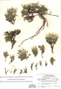 Phlox austromontana subsp. densa image
