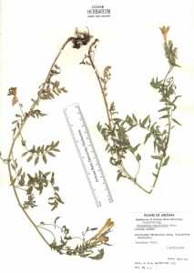 Polemonium pauciflorum subsp. pauciflorum image