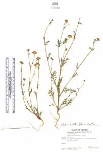 Gilia achilleifolia image