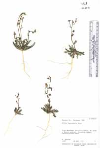 Aliciella leptomeria image